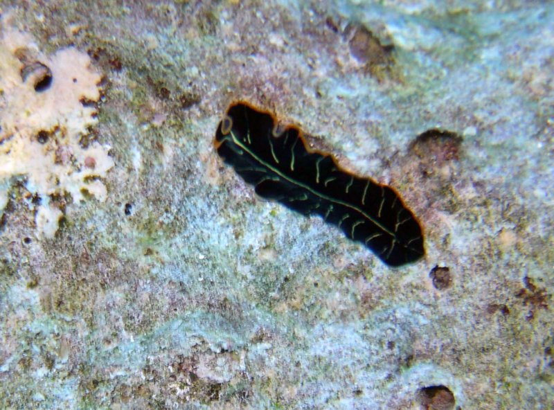flatworm.jpg