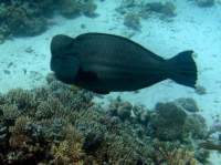 humpheadparrotfish1_small.jpg