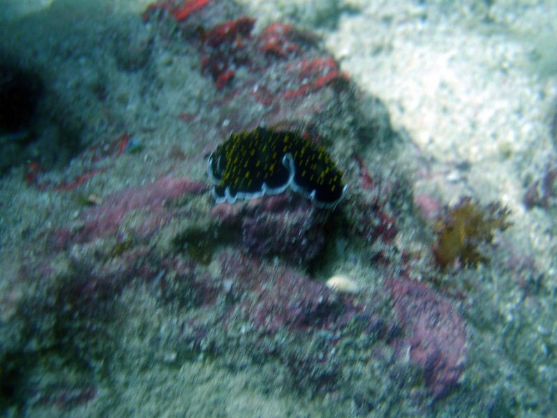 splendedflatworm.jpg