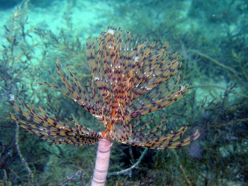 tubeworm2.jpg