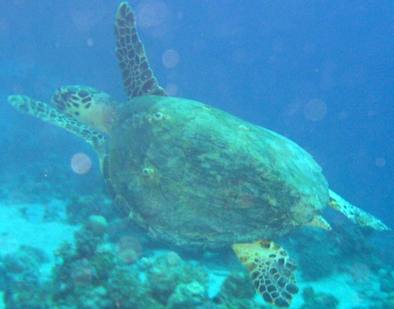turtle.jpg